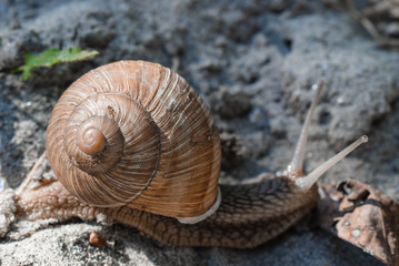 Shell on the sand