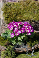 Fototapeta na wymiar Spring flowers in the garden