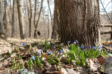 Blue snowdrops field spring flowers forest trees