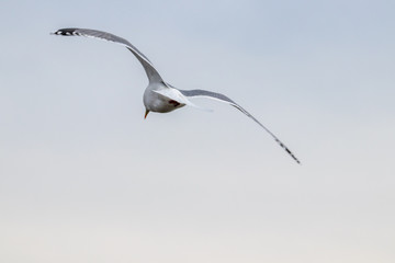Free flying seagull on the beach