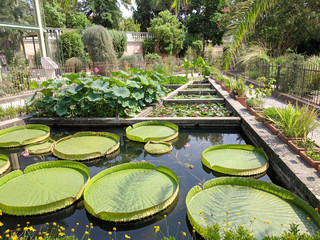 Huge waterlily in Padua botanical garden. Orto Botanico di Padova