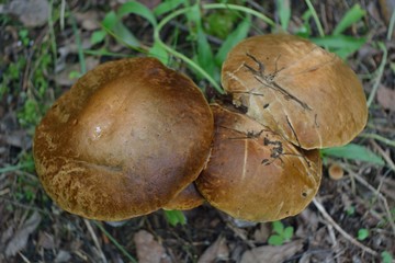 Picking mushrooms in the forest