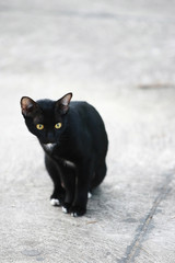 Fototapeta premium Stray cat are searching for food , street cat