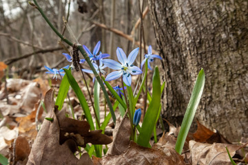 Blue snowdrops blossom spring flowers nature macro