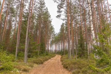 A beautiful green scenery showing the lovely scene of a swedish spruce forest