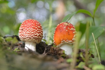 Amanita muscaria in the forest