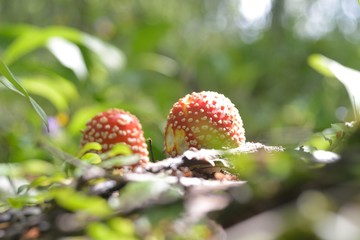 Amanita muscaria in the forest