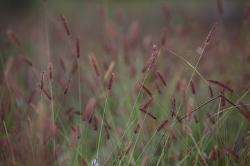 Close up of a grass with soft focus