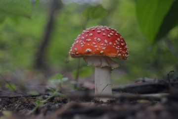 Amanita muscaria in the forest