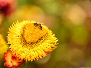 The flowers are beautiful in color. Helps to make the mind cheerful