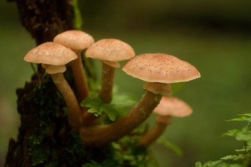 Picking mushrooms in the forest