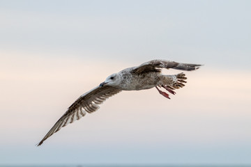 Free flying seagull on the beach