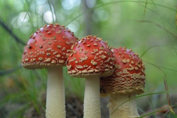 Amanita muscaria in the forest