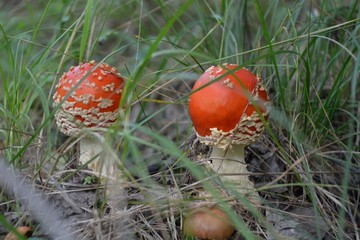 Amanita muscaria in the forest