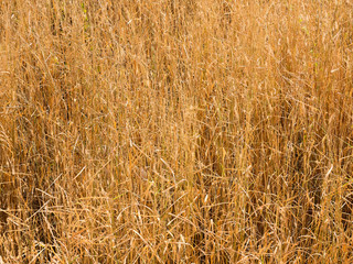 the grass dead background pattern