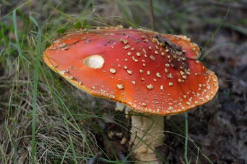 Amanita muscaria in the forest