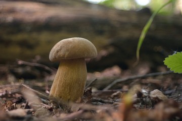 Picking mushrooms in the forest
