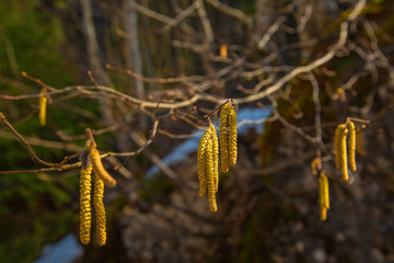 Birke, Hängebirke blüht.