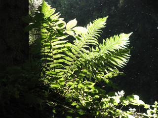 Farn im Gegenlicht