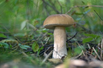 Picking mushrooms in the forest