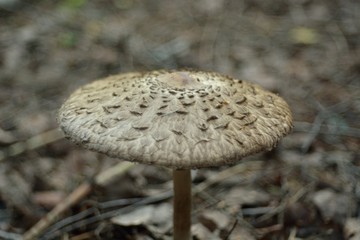 Picking mushrooms in the forest