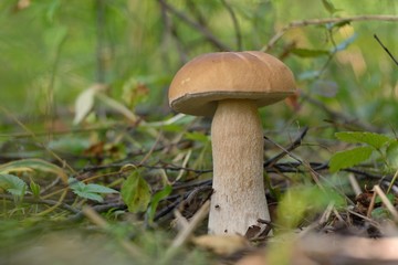Picking mushrooms in the forest