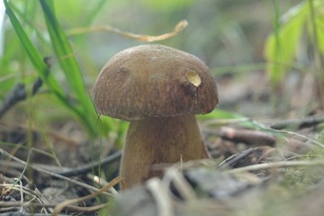 Picking mushrooms in the forest