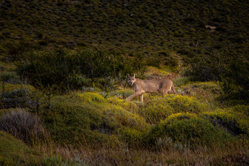 Obraz na płótnie Canvas Puma Torres del Paine