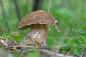 Picking mushrooms in the forest