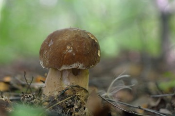 Picking mushrooms in the forest