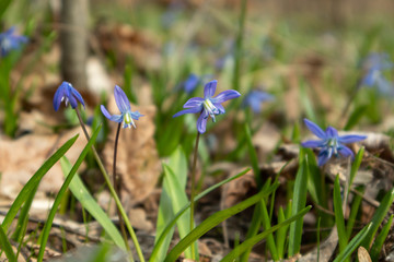 Blue snowdrops blossom spring flowers nature macro