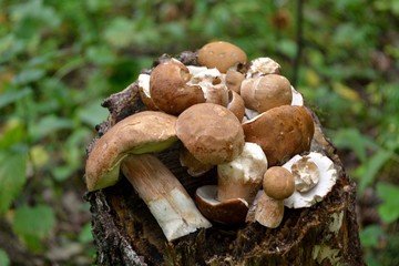 Picking mushrooms in the forest