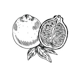 Mineola fruit with half and leaves in line art style.