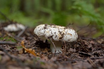Picking mushrooms in the forest