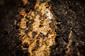 Macro shot of tree bark