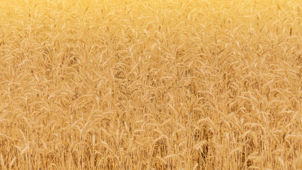 golden wheat field