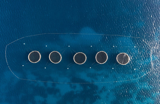 Aerial top view of the rings of tuna farm in the Mediterranean sea. Europe