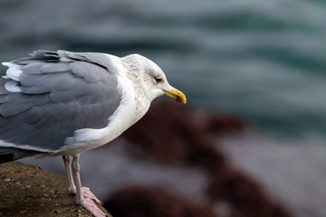 Free flying seagull on the beach