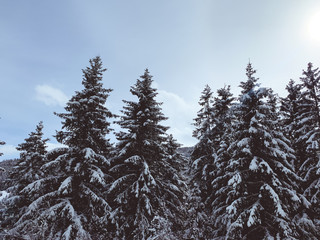 Snowy pine trees in the mountains