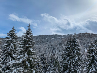 Snowy pine trees in the mountains