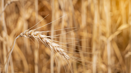 The golden barley peaks are naturally beautiful, waiting to be harvested.