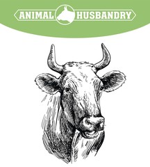 breeding cow. animal husbandry. livestock illustration on a white