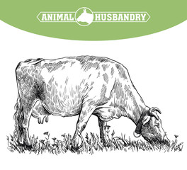 breeding cow. animal husbandry. livestock illustration on a white
