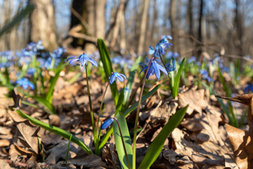 Blue snowdrops blossom spring flowers nature macro