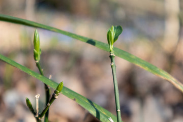 Spring small green bud sprout branch in forest