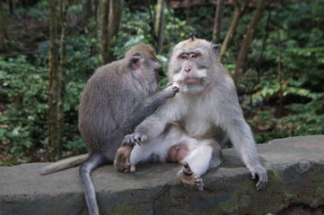 two monkeys in a forest