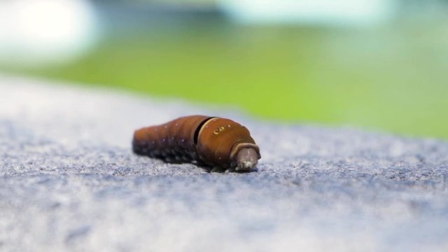 Insecto en primer plano sobre un piedra