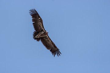 red headed vulture in a flight