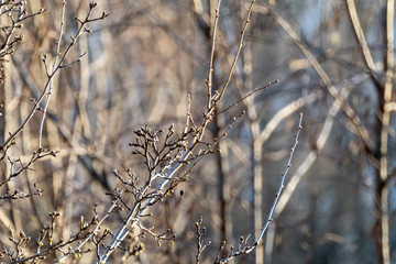 Spring small green buds bare branches in forest