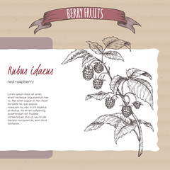 Red raspberry aka Rubus idaeus branch sketch on cardboard background. Berry fruits series. - 331492627